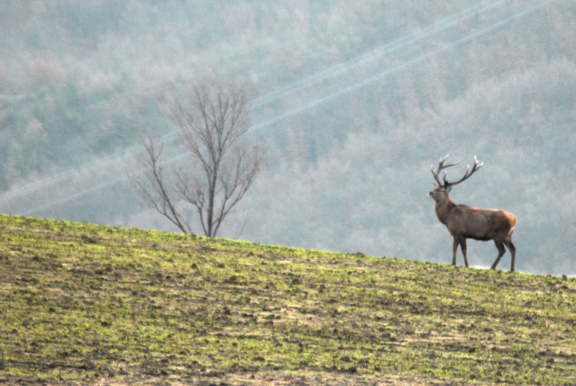 PASSIONE PER IL CERVO